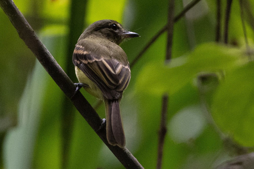 Large-headed Flatbill. Photo: D. Ascanio.